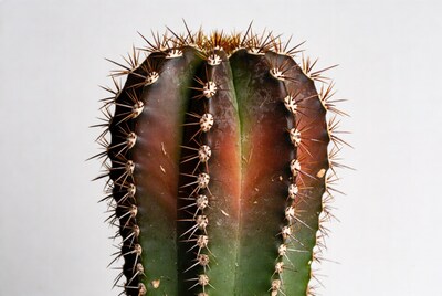 Spiny Cactus on White Background