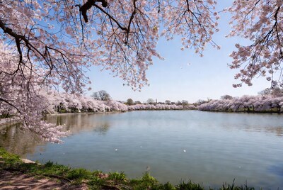 Cherry Blossoms Framing Calm Lake