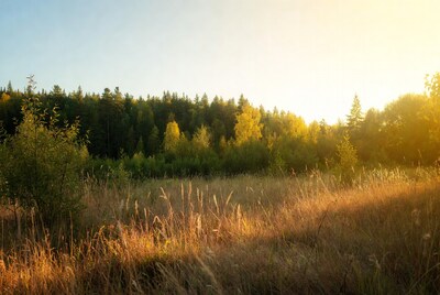 Autumn Forest with Golden Grass at Sunset