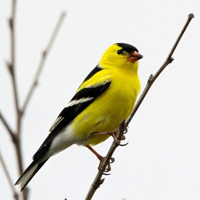American Goldfinch perched on branch