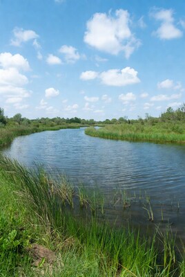 Winding river through green reeds