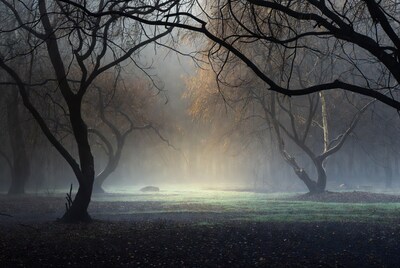 Misty autumn forest with sun rays
