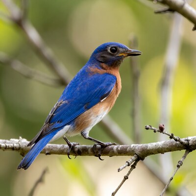 Eastern Bluebird on branch