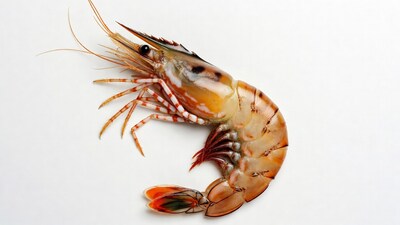 Fresh tiger prawn on white background