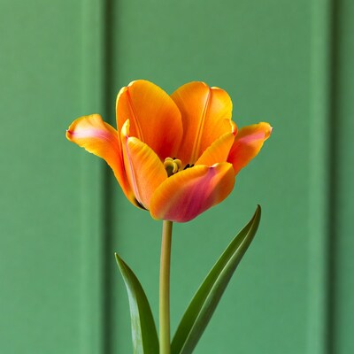 Orange tulip against green background