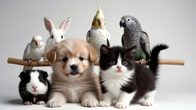 Cute puppies kittens birds bunny on perch