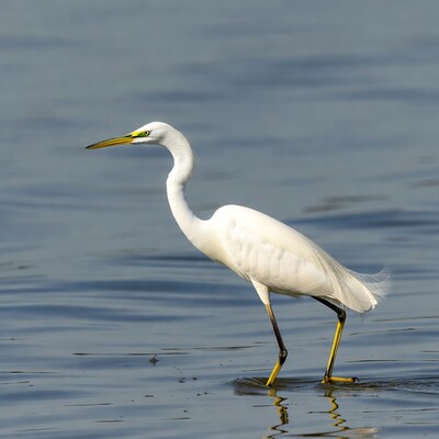 Great Egret standing in water