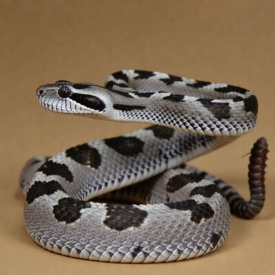 Western Diamondback Rattlesnake coiled on tan background