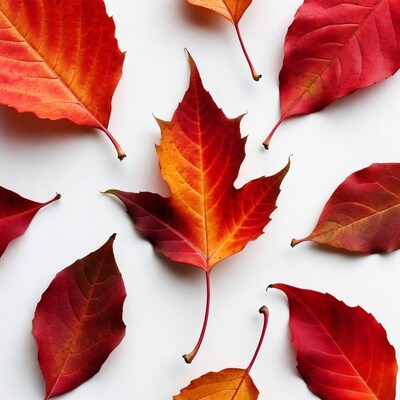 Red Maple Leaves on White Background