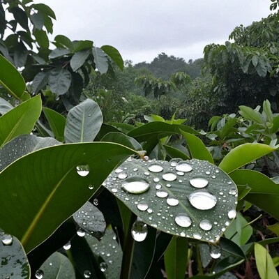 Water droplets on green leaf