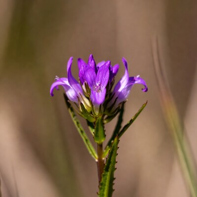 Purple flower with serrated green stem