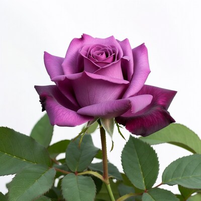 Purple Rose with Green Leaves
