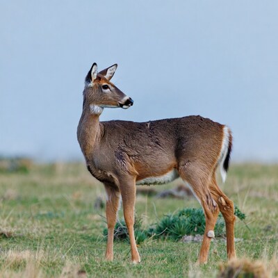 White-tailed deer standing in grass