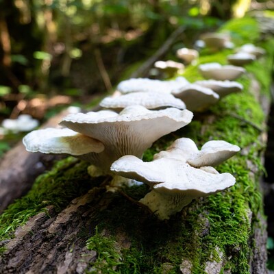 White Mushrooms on Mossy Log