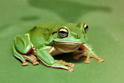 Green Tree Frog on Leaf