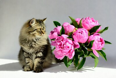 Fluffy cat next to pink peonies