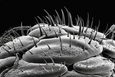 Spider leg SEM micrograph