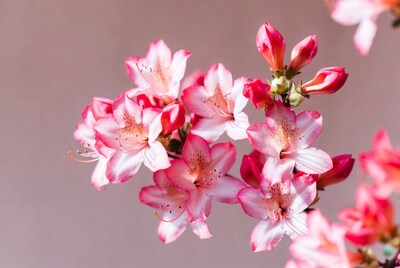 Pink Azalea Flowers Cluster