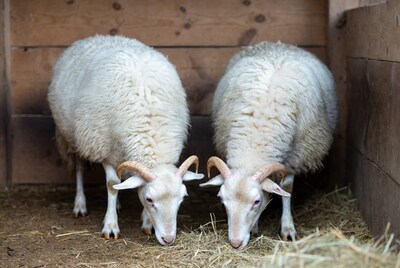 Two white goats eating hay