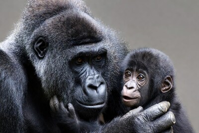 Mother Gorilla Holding Baby