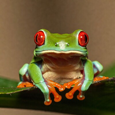 Red-eyed tree frog on leaf