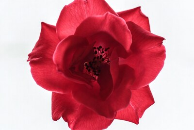 Red Rose on White Background