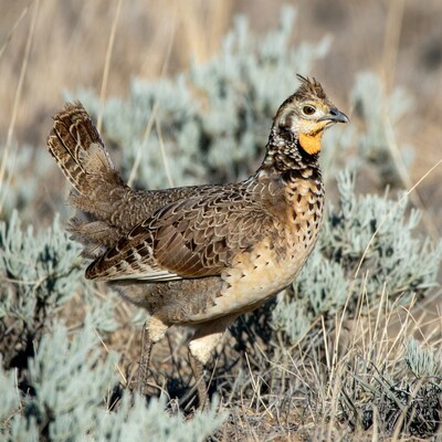 Greater Sage Grouse in Sagebrush