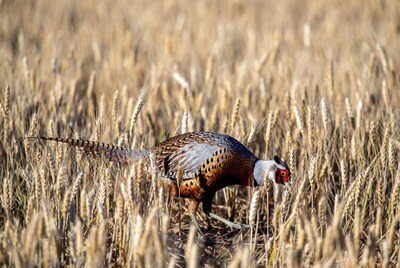 Pheasant walking in wheat field