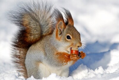 Red squirrel eating nut in snow
