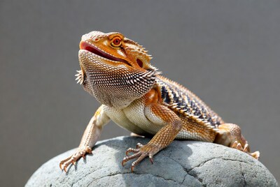 Bearded Dragon Lizard on Rock