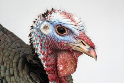Closeup turkey head portrait
