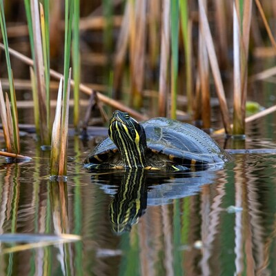 Red-eared slider turtle in reeds