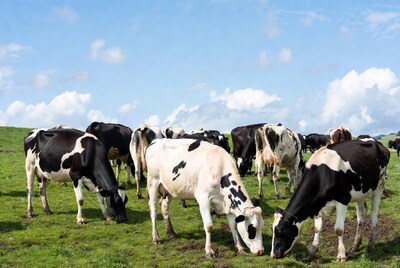 Herd of Holstein cows grazing in green pasture
