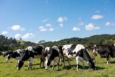 Holstein cows grazing green pasture