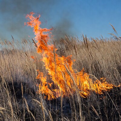 Fire burning in dry reeds field