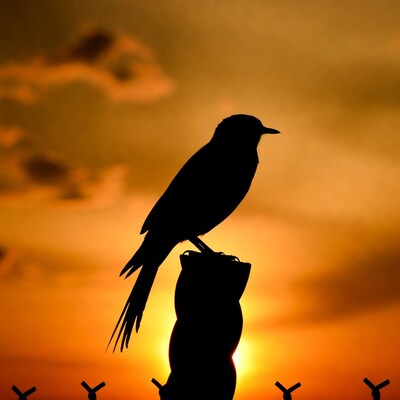 Silhouette bird on post at sunset