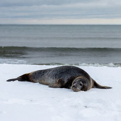 Harbor seal lying on snowy beach