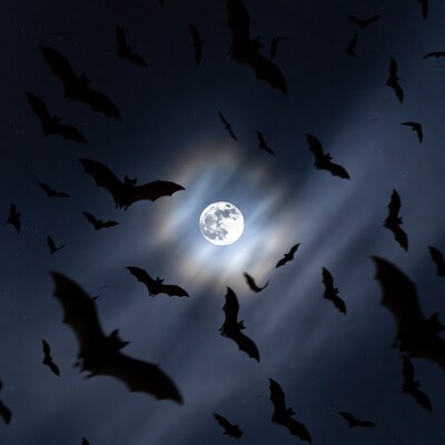 Bats Flying Around Full Moon