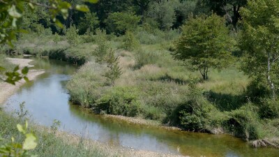 Winding River in Lush Green Forest