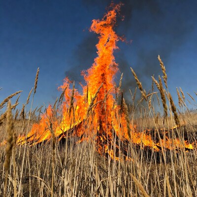 Bonfire in wheat field