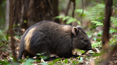 Wombat foraging in forest undergrowth