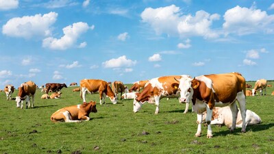 Herd of Holstein cows grazing green pasture