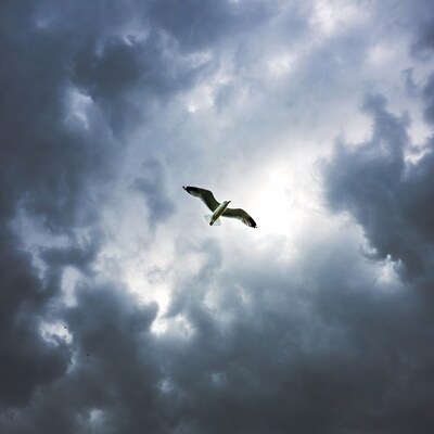 Seagull flying in stormy clouds