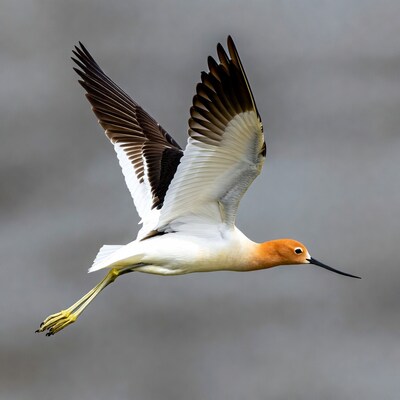 Black-necked Stilt Flying in Flight