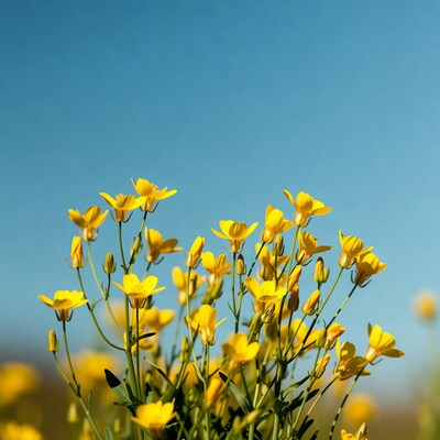 Yellow flowers against blue sky