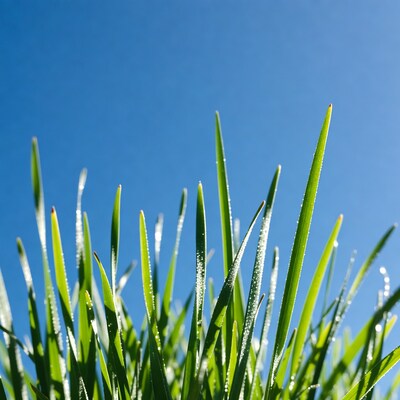 Dew-covered grass blades against blue sky