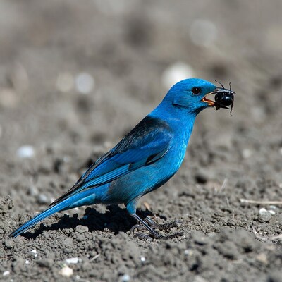 Indigo Bunting Eating Beetle