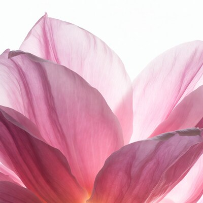 Pink Hibiscus Flower Closeup