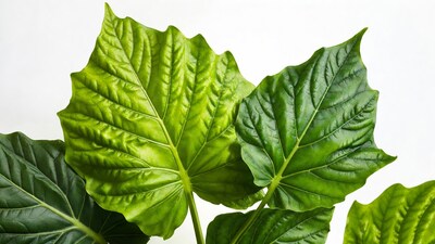 Large green monstera leaves on white