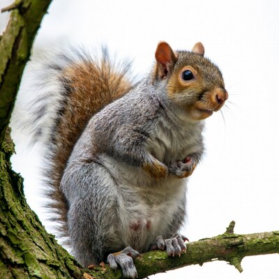 Gray squirrel on tree branch